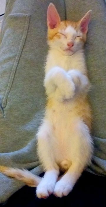 Boas tenho gatinhos para adoção