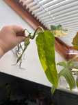 Filodendron domesticum variegata
