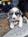 Szczenięta Border Colie blue merle różnookie niebieskie oczko