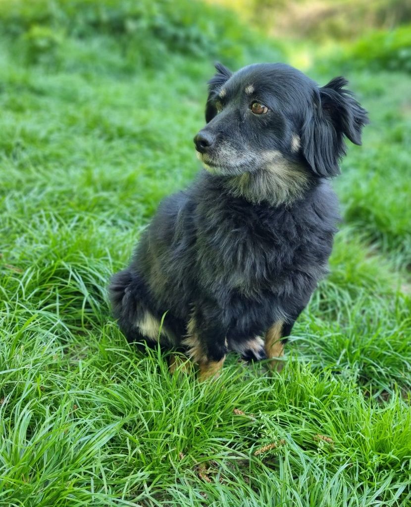 Kochana Lusia do adopcji