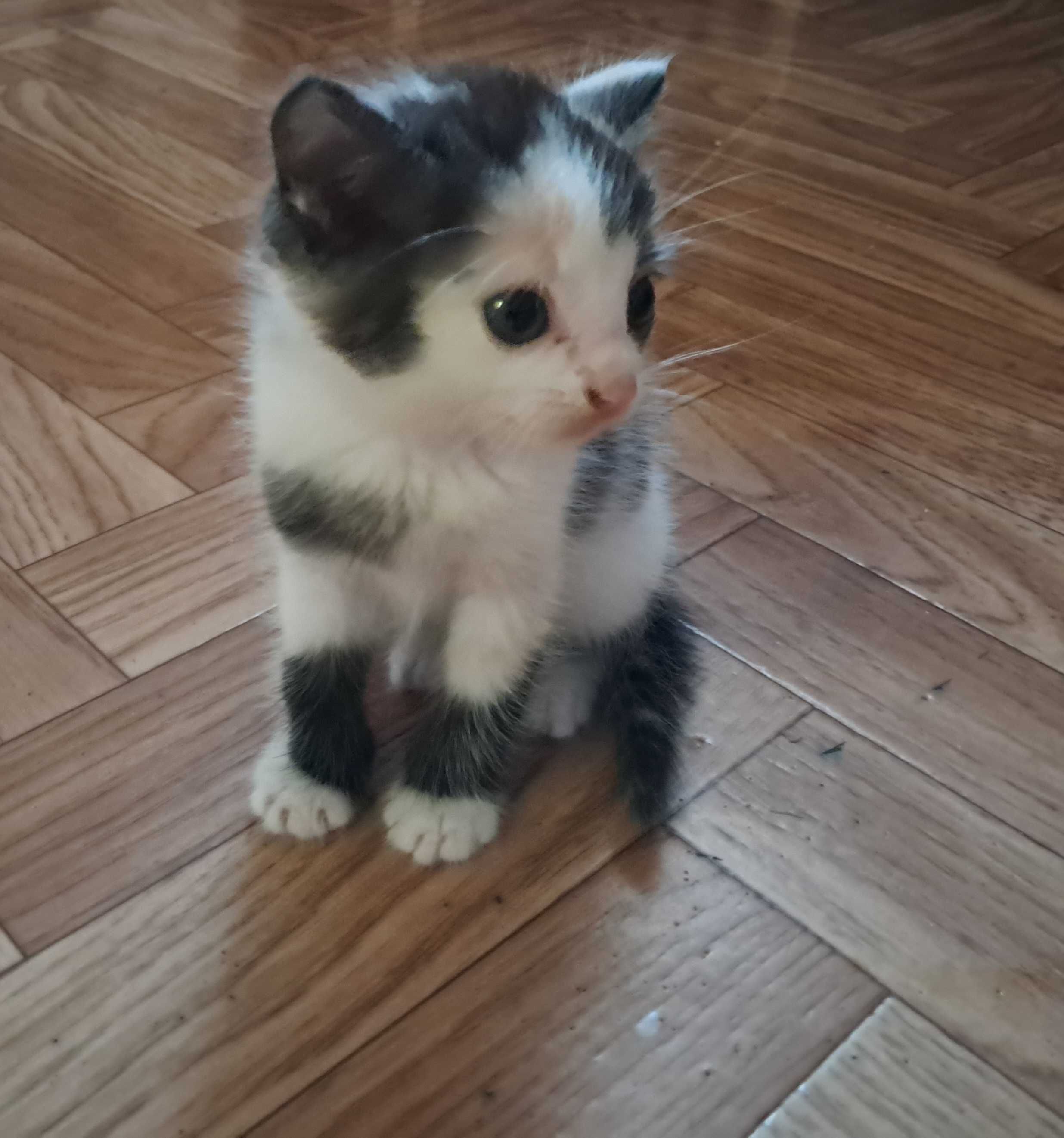Віддам кицю в добрі руки