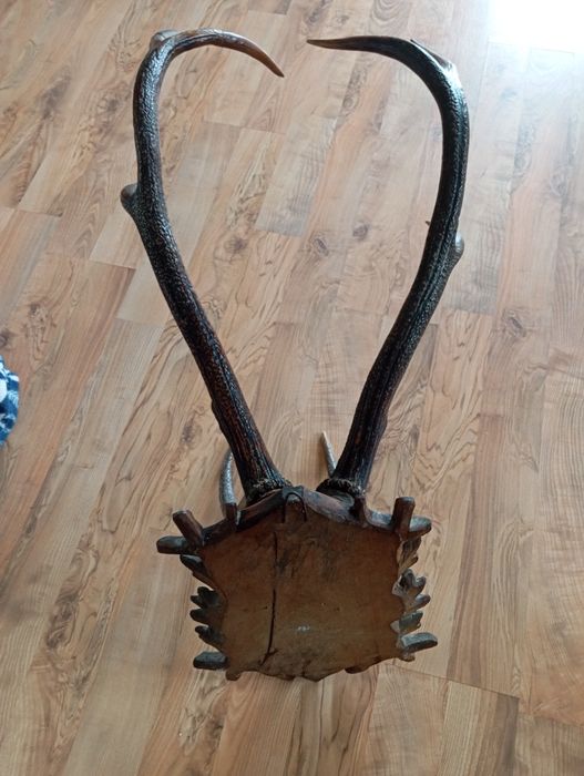 Duże trofeum Poroże jelenia   z 1958 roku