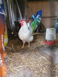 Ovos e pintos de leghorn isabella, australorp azul e preta