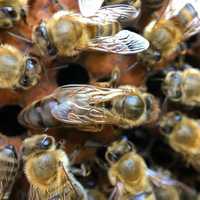 Продам бджолосім'ї і бджолопакети, ціна договірна