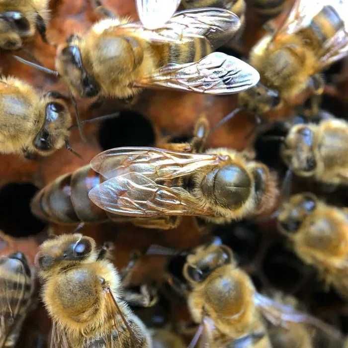 Продам бджолосім'ї і бджолопакети, ціна договірна