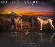 Presa Canario ZKwP(FCI) / Zapowiedź