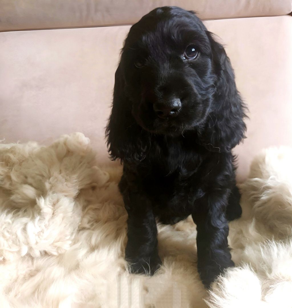 Cocker spaniel suczka – rodowód SWKPiR, gotowa do odbioru