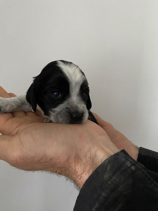 Бронь цуценят спаніеля