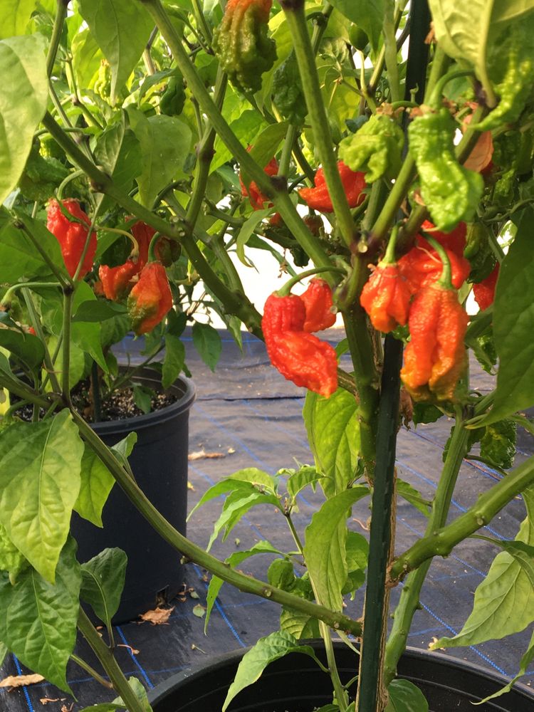 Sementes de Carolina Reaper