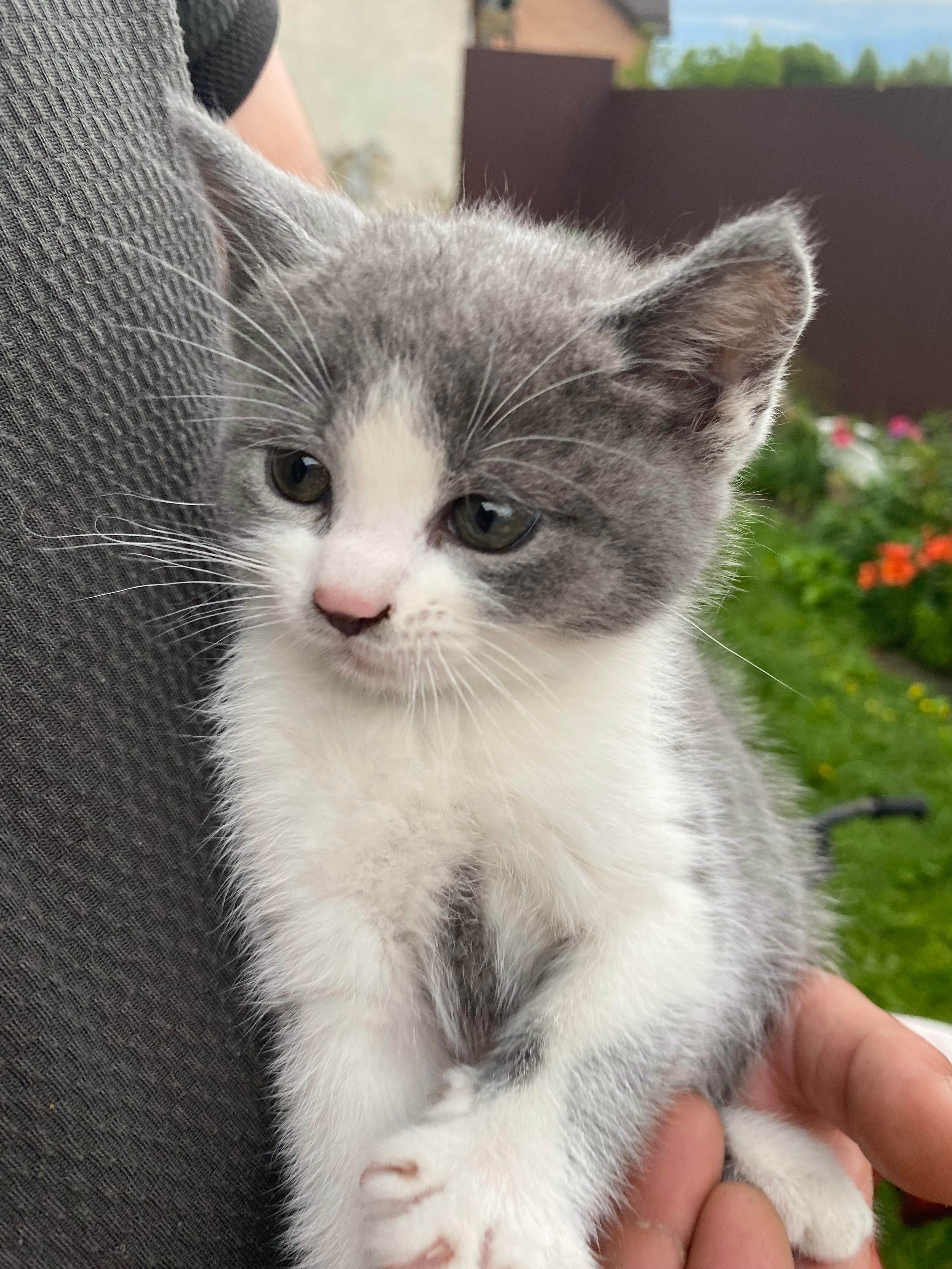 Кошенята в добрі руки