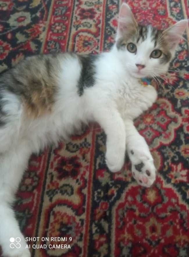 Котенята в добрі руки