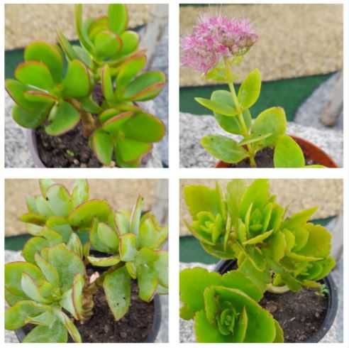 Suculentas em vaso 10,5 cm - 1 €