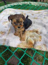 Yorkshire terrier piesek