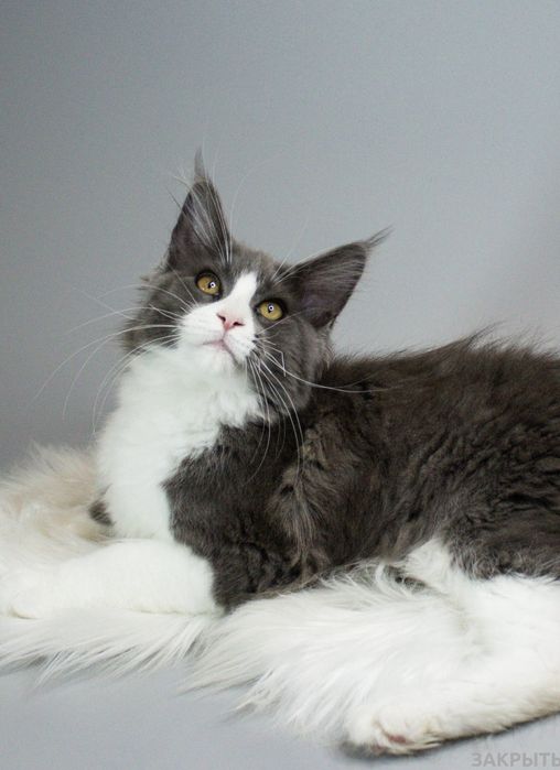 Мейнкун дівчинка з родословною