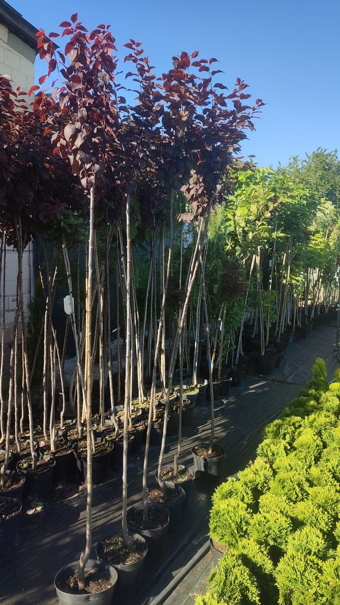 Штамбі дерева штамбові троянди модрина хакуро Нішікі можливий опт