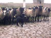 Романівські барани -  вівцематки та ярки
