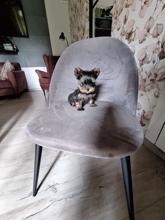 York yorkshire terrier piesek mini
