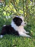 Border Colie piesek FCI ZKwP