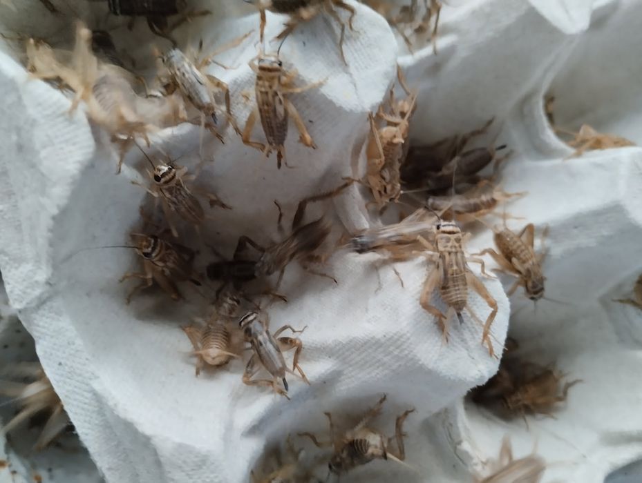 Świerszcz domowy , świerszcze