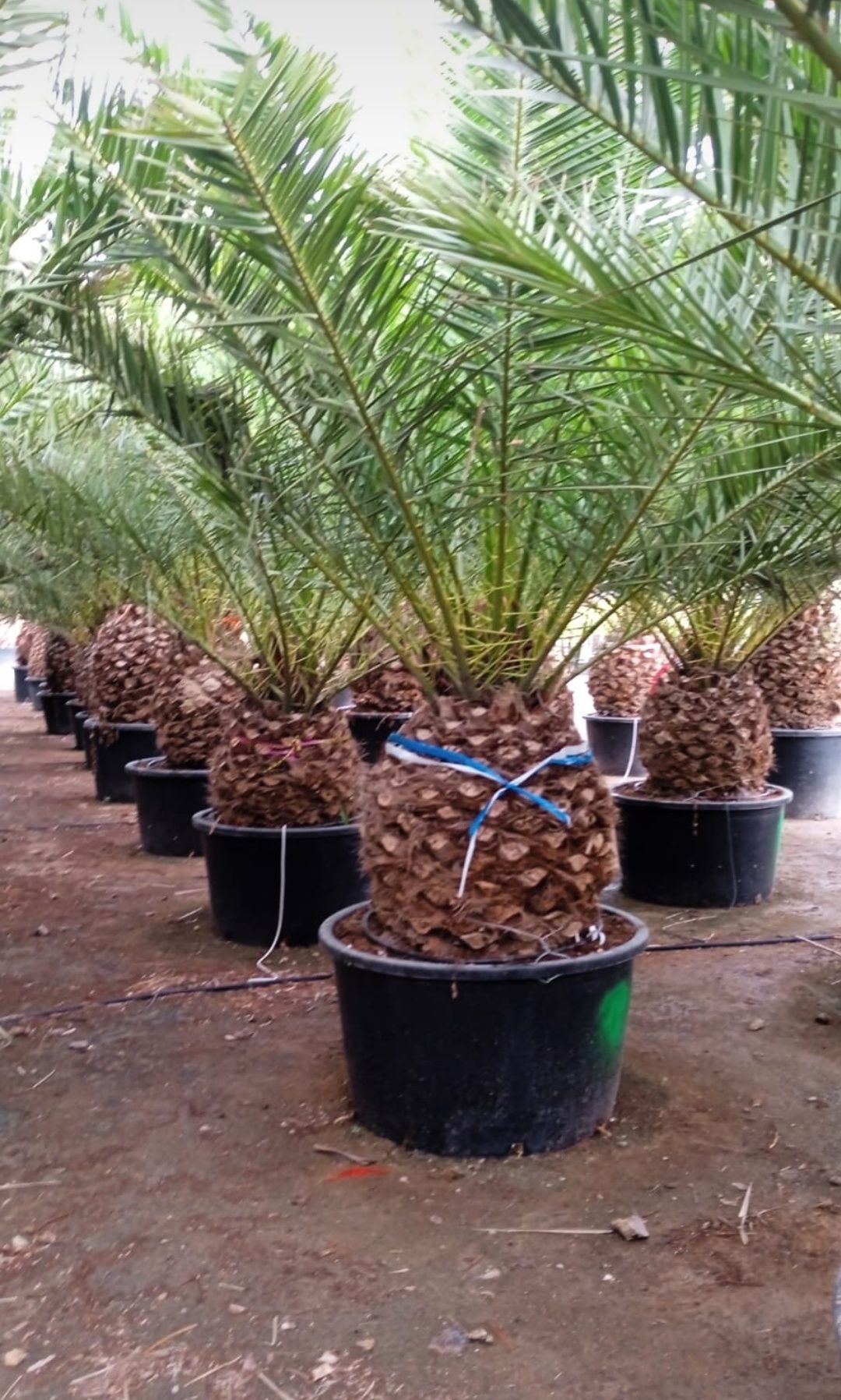 Phoenix Canariensis - Palmeiras