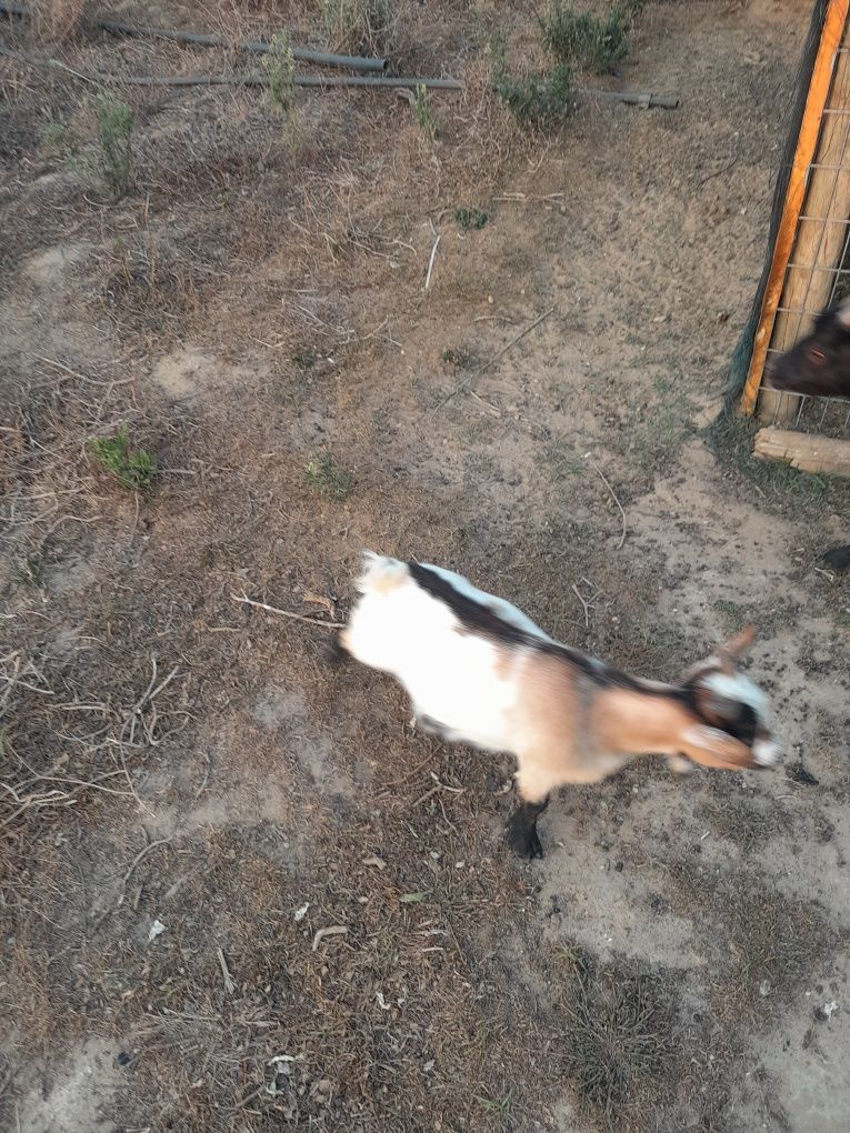 Cabritos anãs,  posso trocar por outros animais