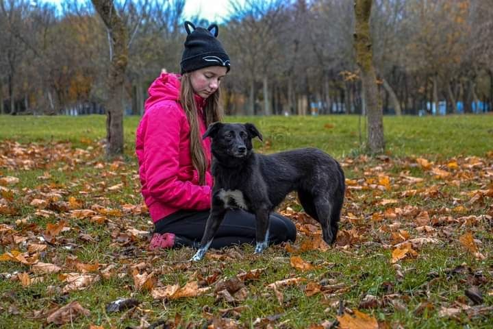 Grzeczny psiak na nowo zaufał ludziom! Czeka na DOM!