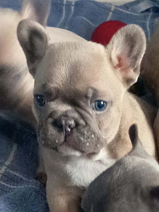 Buldog francuski - suczka