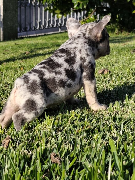 Bulldog creme femea