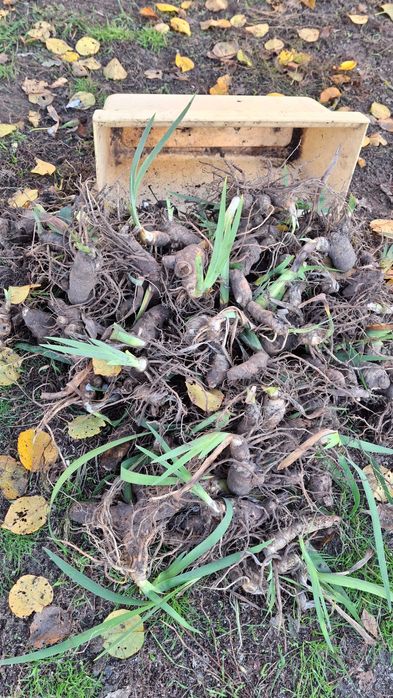 Віддам іриси Балаклія