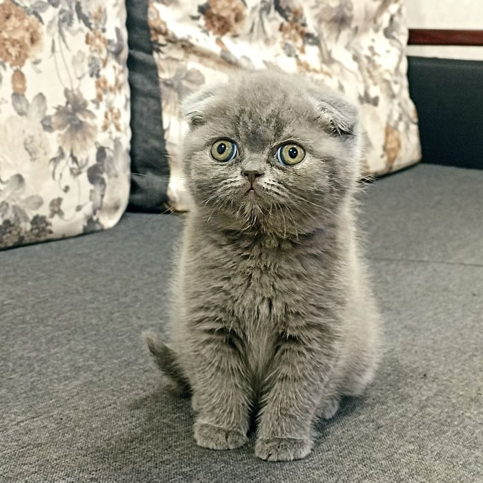 Шотландські кошенята