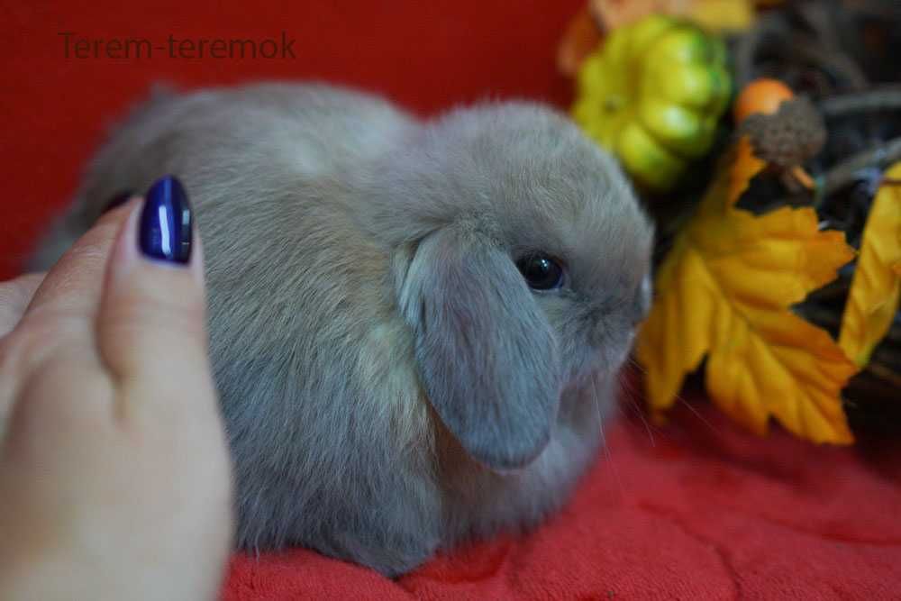 Карликове кроленя в рідкісному забарвленні!