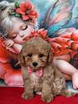Maltipoo piękny z certyfikatem paszportem badanie genetyczne