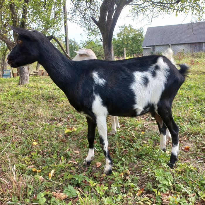 Продається коза молочна