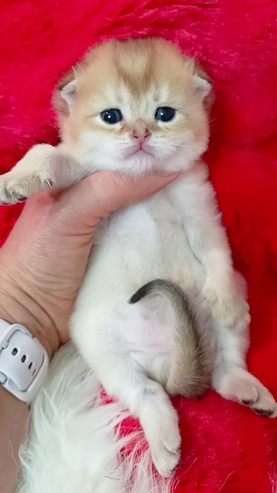 Неймовірна красунечка золота шиншила. Шотландська висловуха дівчинка