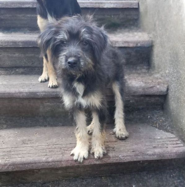 Отдам даром в добрые руки щенка метис терьера