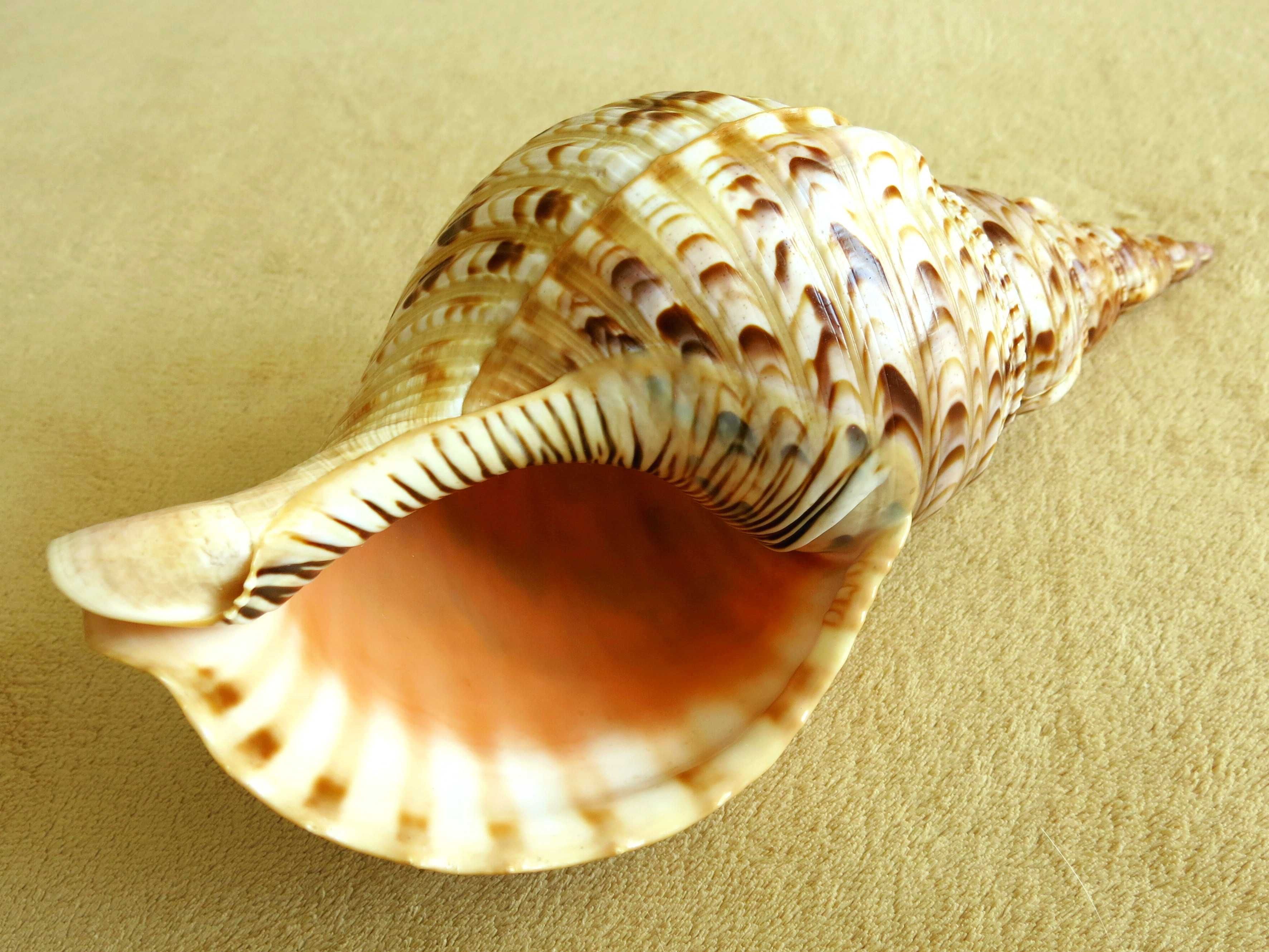 Duża muszla morska, tryton - Charonia tritonis / 299 mm