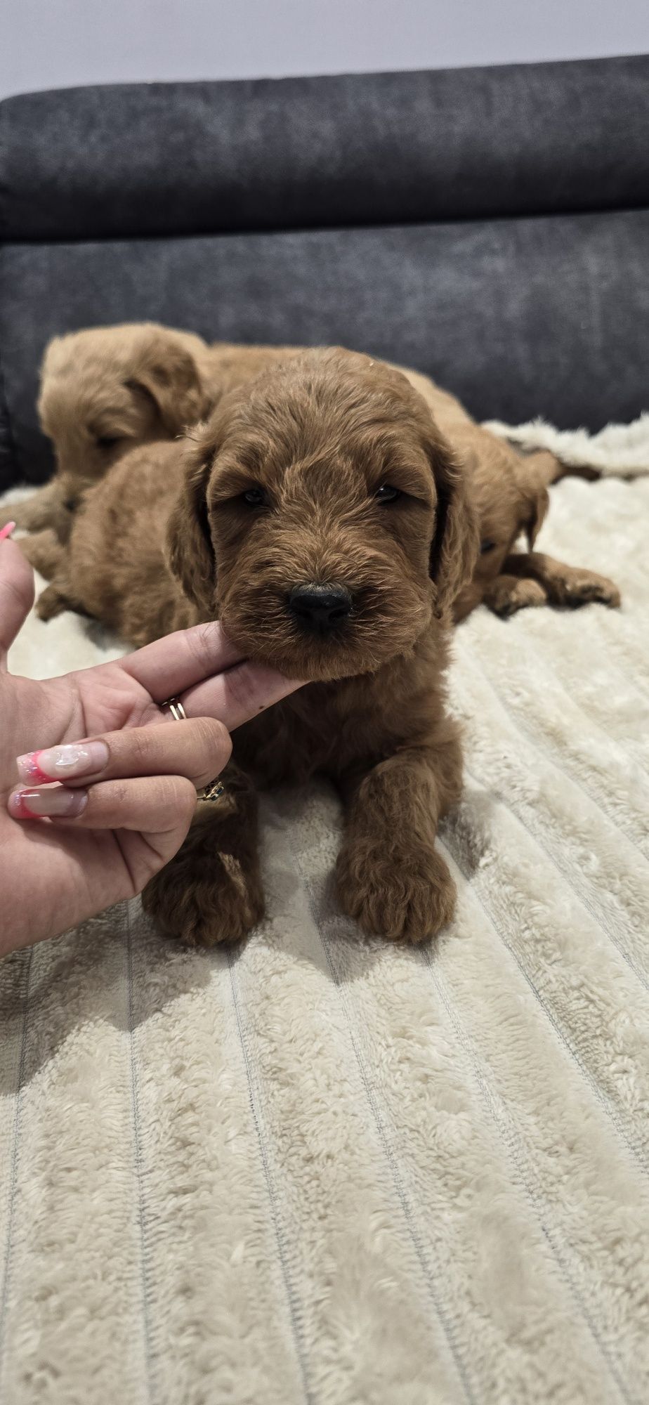 Goldendoodle f1 standard piesek red-brown