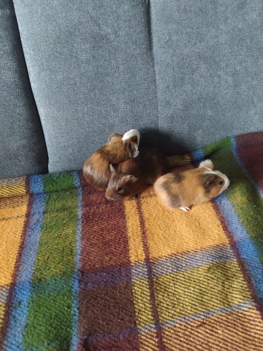 Młoda świnka morska