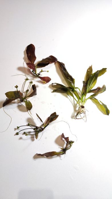 Echinodorus Green Ocelot żabienica roślinki akwariowe