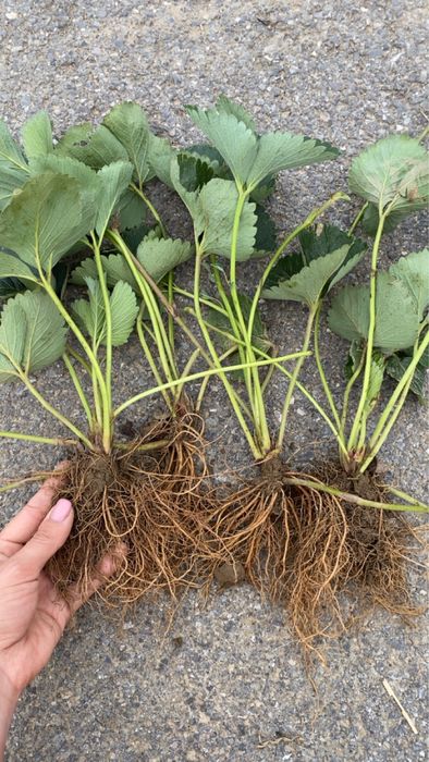 Sadzonki truskawek od wczesnych do późnych. Wysyłka