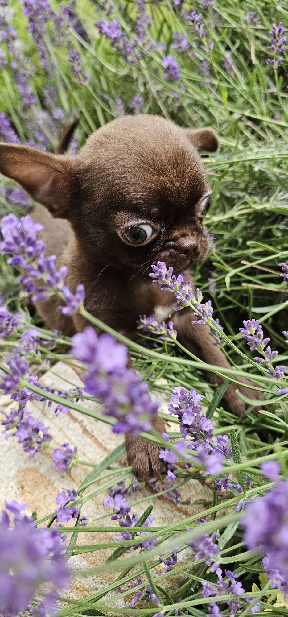 Chihuahua czekoladowy piesek