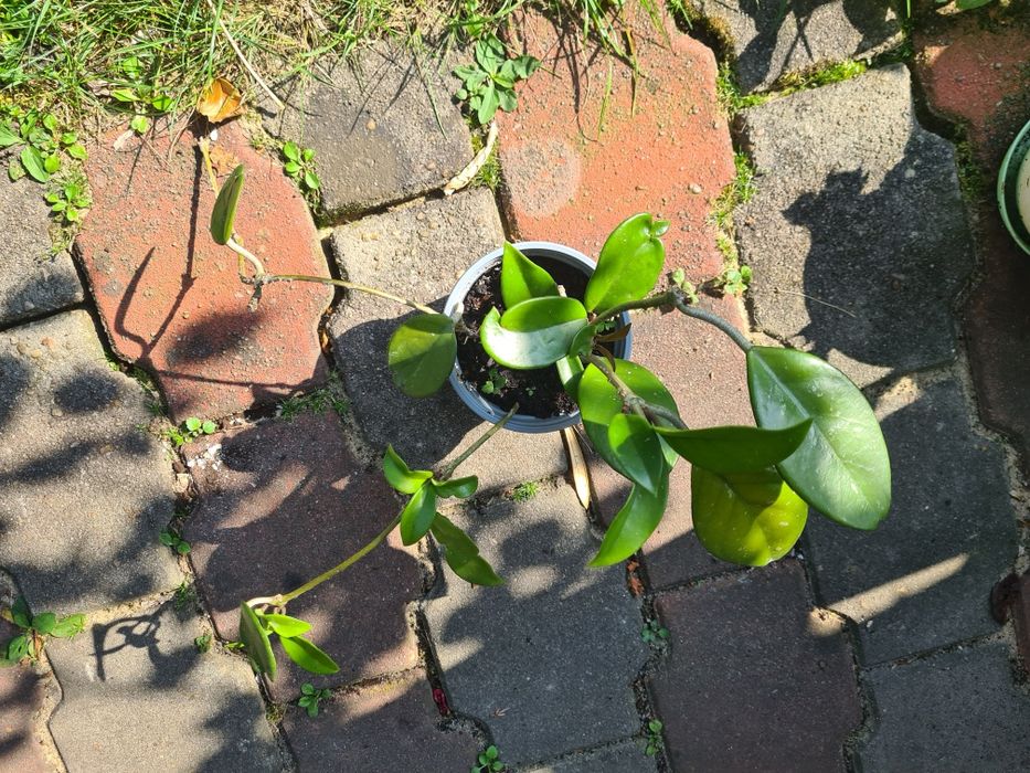 Hoja, hoya tzw. Woskownica