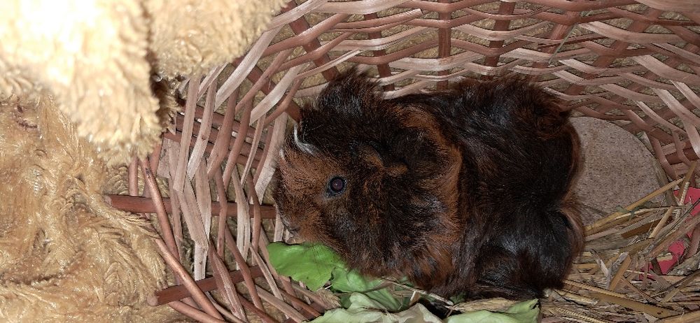 Świnki morskie canvie peruwianki