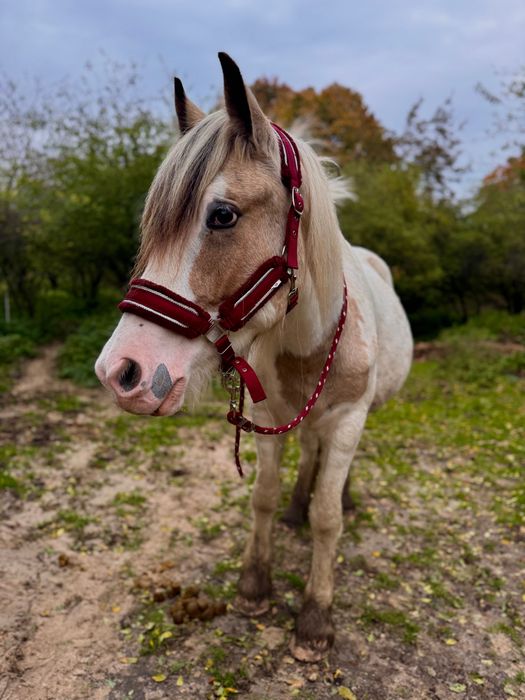 Wałach Tinker 2,5 roku