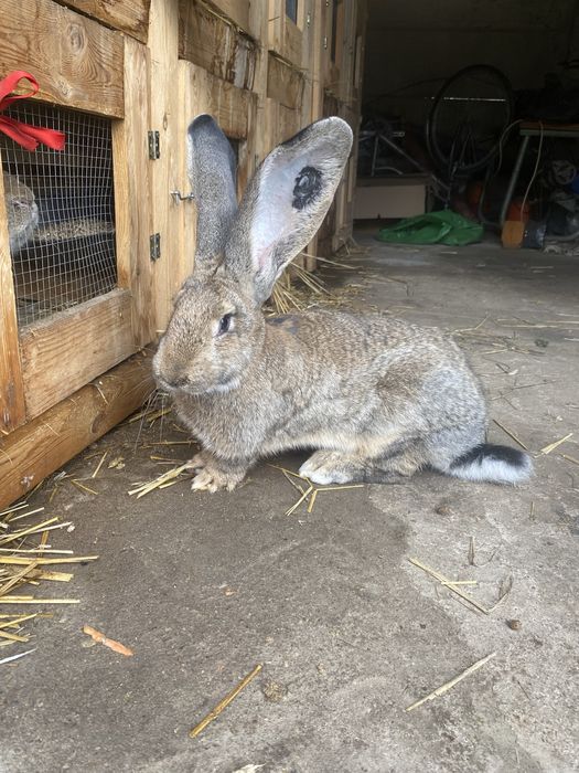Belgijski olbrzym szary