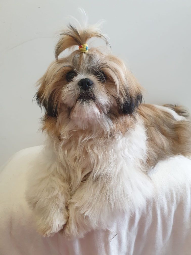 Shih tzu. Piesek Reproduktor.