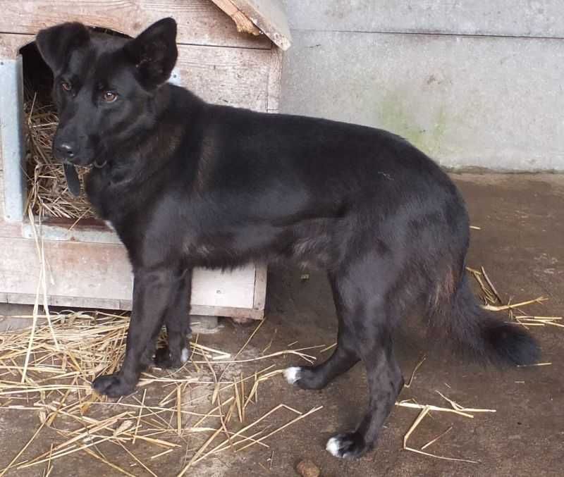 PEDROS czarny ,średniej wielkości pies do adopcji