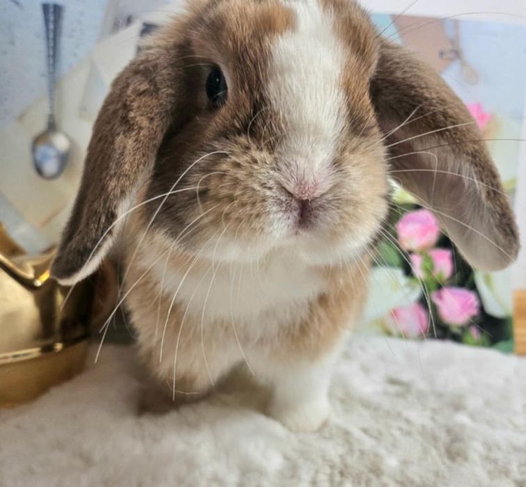 Królik Mini Lop do hodowli geny Niemieckie, Francuskie plus klatki
