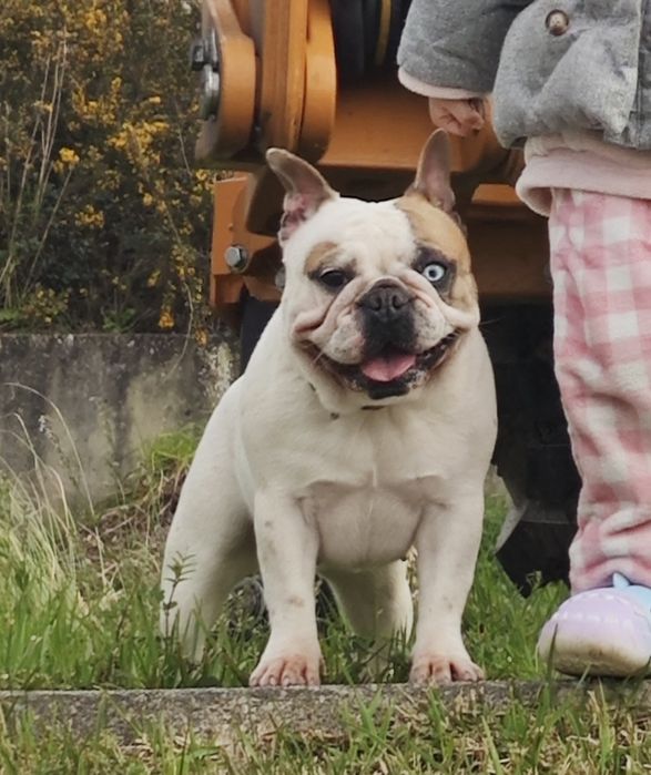 Bulldog francês pied 2anos