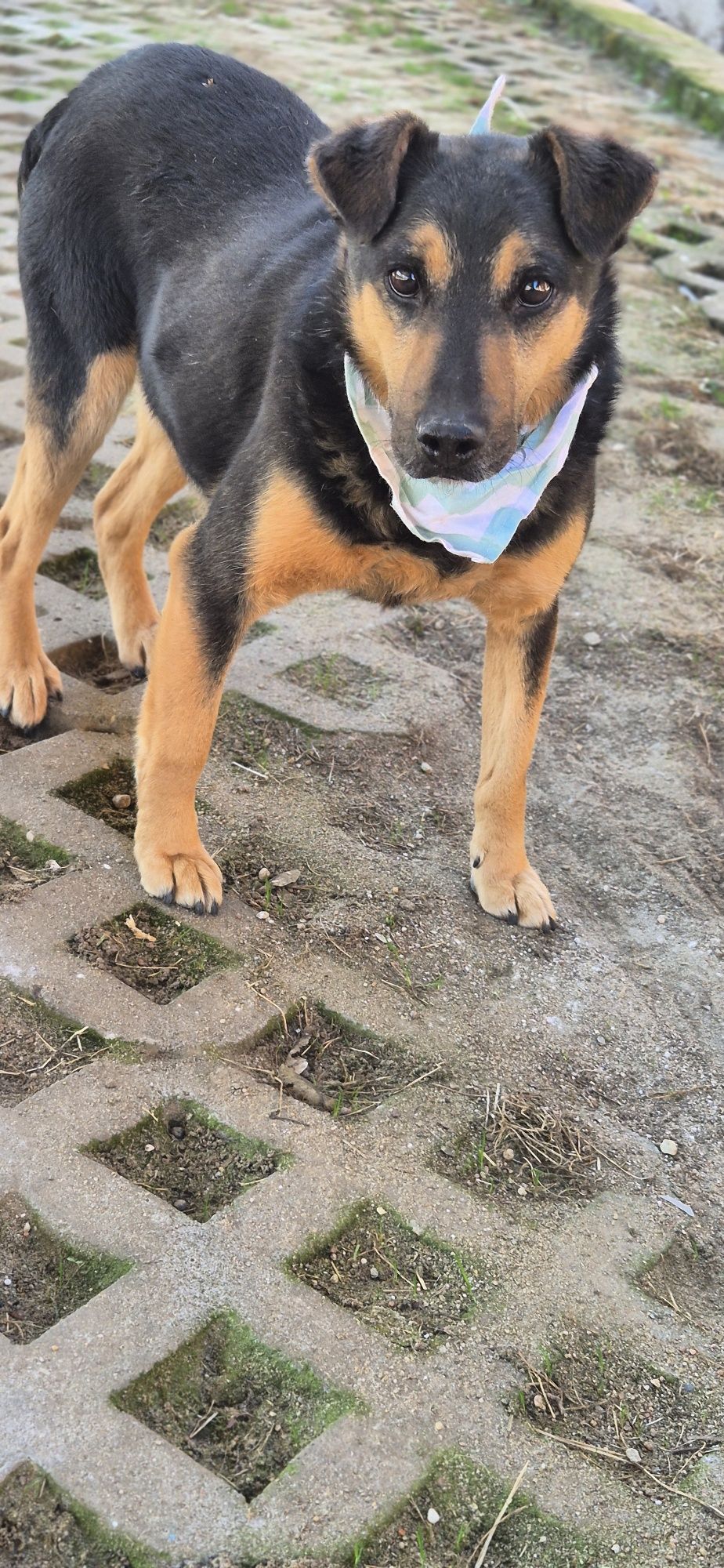 Piesek okolo 7 lat